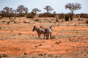 Zebra Grevyzebra (Equus grevyi)