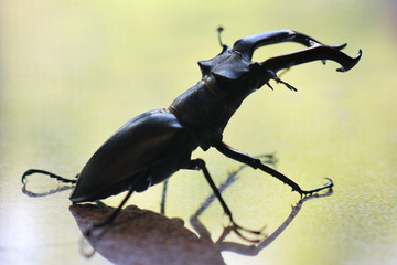 a stag beetle on a light background