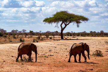 Afrikanische Elefant (Loxodonta africana) Roter Elefant tsavo nationalpark
