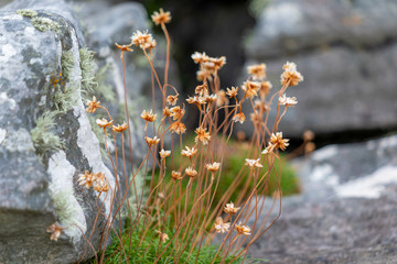 Flowers on the Isle of Skye