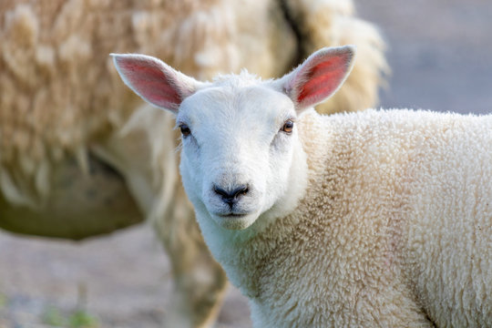 Cute Lamb, Isle of Skye