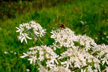 bee on a flower,Picture of a Wild Carrot flower (Daucus carota),