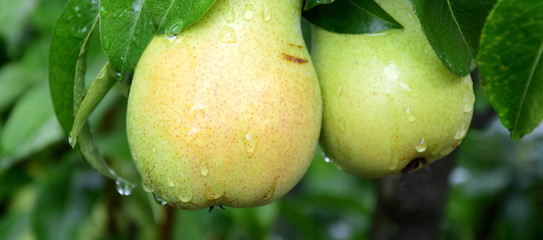 Reife Birnen am Baum - Obstbaum - Erntezeit in Südtirol