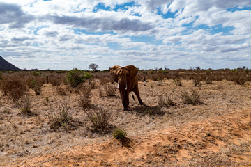 Afrikanische Elefant (Loxodonta africana) Roter Elefant tsavo nationalpark