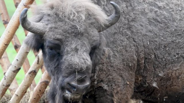 Bialowieza bison (aurochs) turning head closeup