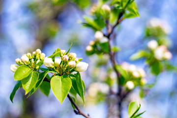 Blooming Apple tree, against the blue sky. Blooming spring garden. Apple blossom