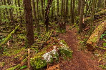View at Trail in Park in Vancouver, Canada.