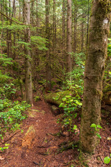 View at Trail in Park in Vancouver, Canada.