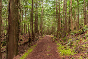 Fototapeta premium View at Trail in Park in Vancouver, Canada.