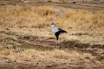 vogel im tsavo nationalpark