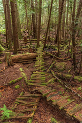 View at Trail in Park in Vancouver, Canada.