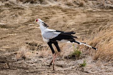 vogel im tsavo nationalpark