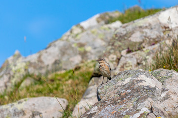 Bird on the Isle of Skye