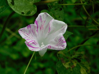 Fototapeta premium Morning Glory