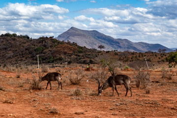 Antilope Impalas (Aepyceros)