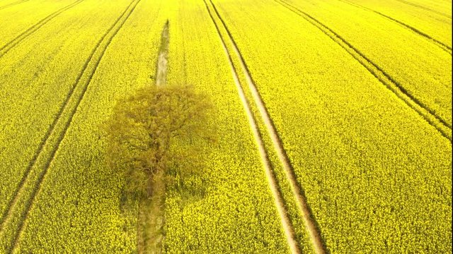 Focused Aerial Shot of Tree in the Middle of Golden Rapeseed Fields