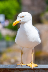 Seagull bird in Roman Forum, Rome, Italy