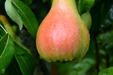Erntereife Birne am Baum