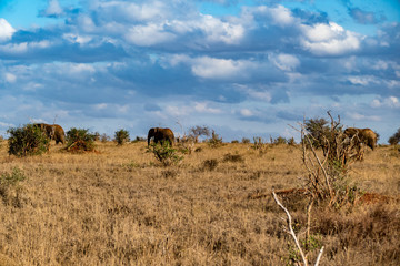 Afrikanische Elefant (Loxodonta africana) Roter Elefant tsavo nationalpark
