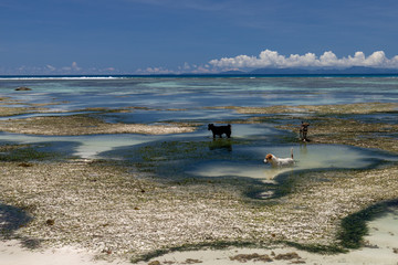 Hunde am Strand Anse Source D'Argent auf den Seychellen mit weissem Sand und Granitfelsen