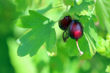 black currant berries on a Bush