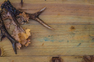 Beautiful deer antler and dry oak leaves on the wooden background with copy space