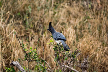 vogel im tsavo nationalpark