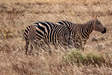 Fototapeta na wymiar Zebra Grevyzebra (Equus grevyi)