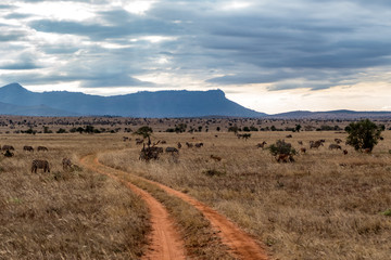 tsavo nationalpark 