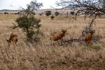 Antilope Eigentliche Kuhantilopen