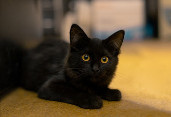  The black cat hid and waits, looks out from behind the shelter, the cat plays, and lies lurking