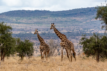 Giraffen (Giraffa)