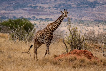 Giraffen (Giraffa)