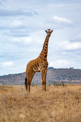 Giraffen (Giraffa)