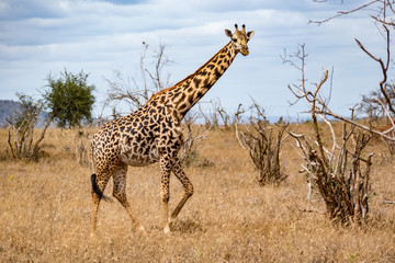 Giraffen (Giraffa)