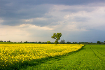 rural landscape with clouds over a field of a rape