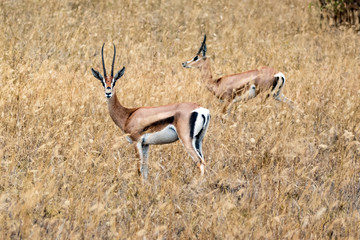 Thomson Gazellen Eudorcas thomsonii (früher Gazella thomsonii)