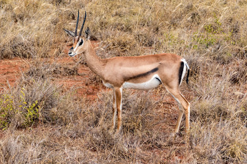 Thomson Gazellen Eudorcas thomsonii (früher Gazella thomsonii)