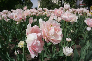 Field of tulips