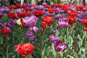 Field of tulips