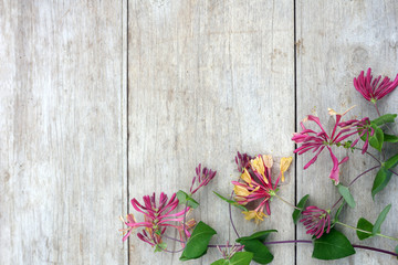 Horizontal image of pink-and-yellow 'Goldflame' honeysuckle (Lonicera x heckrottii 'Goldflame' or 'Gold Flame') on a weathered wood background, with copy space