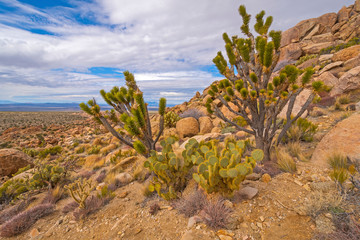 Desert Floral Display on a Remote Peak