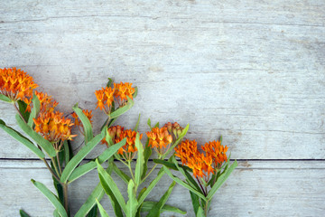 Horizontal image of orange butterfly weed (Asclepias tuberosa) against a weathered wood background, with copy space