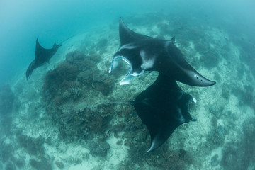 Resident manta rays, Manta alfredi, swim over a cleaning station in Raja Ampat, Indonesia. Cleaning stations are where small fish remove parasites from larger fish and mantas frequent these sites.