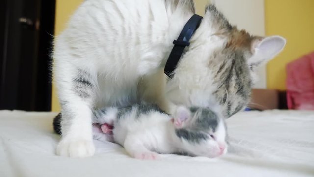 happy family cat mom with newborn kittens the children. cat feeds kittens. cat lifestyle licks little kittens. domestic animal concept
