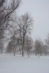 winter in the park