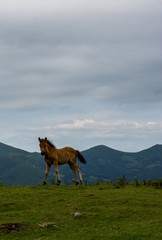 Caballo en la montaña