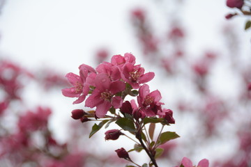 Pink flowers 1