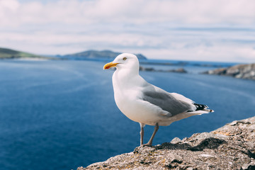 Irish Seagull