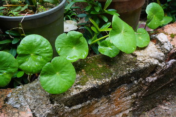 Close up water drop on Gotu kola leaves, Asiatic pennywort
